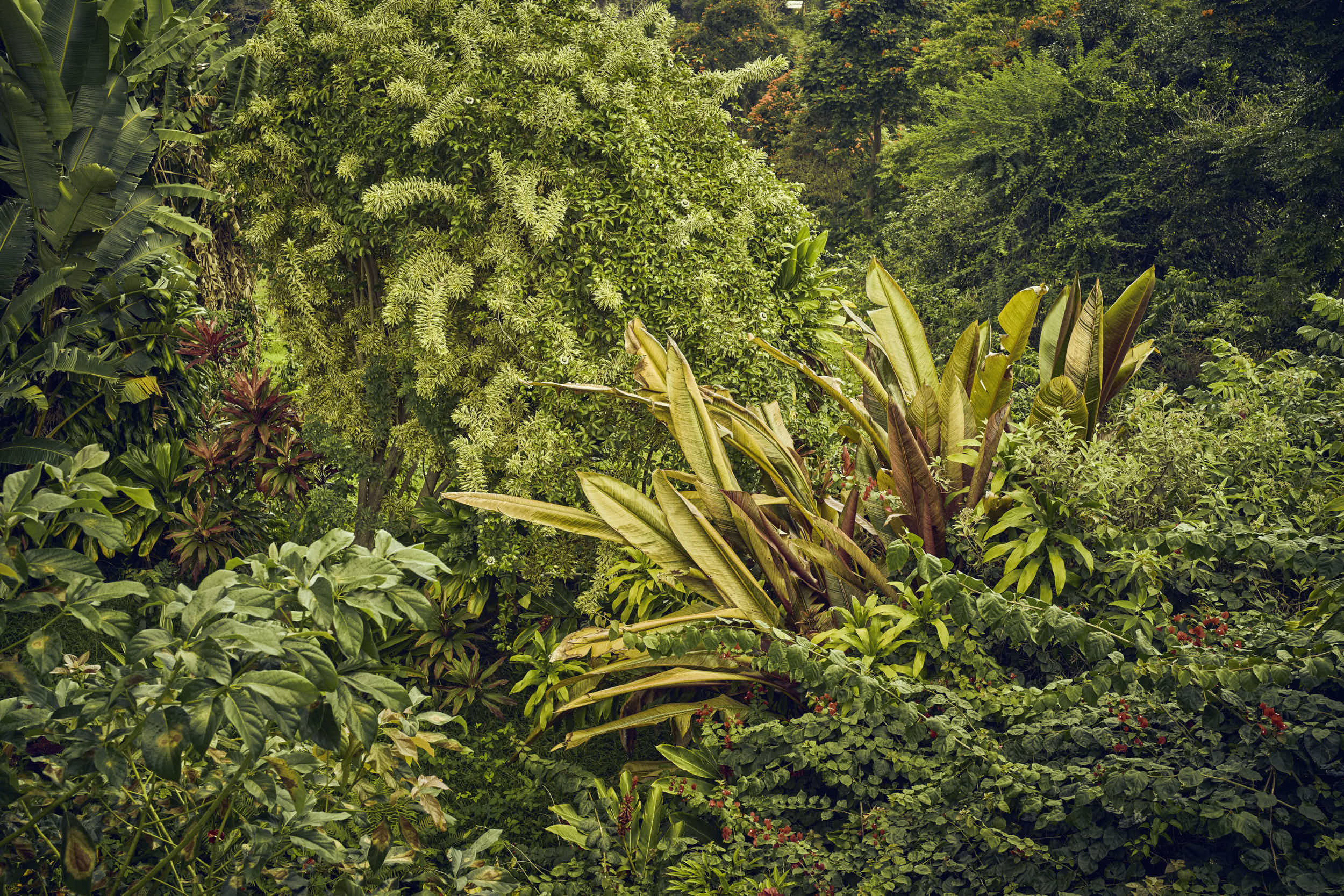 On the side of Hawaii Belt Road, Hawaii, 2019
