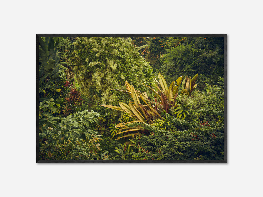 On the side of Hawaii Belt Road, Hawaii, 2019