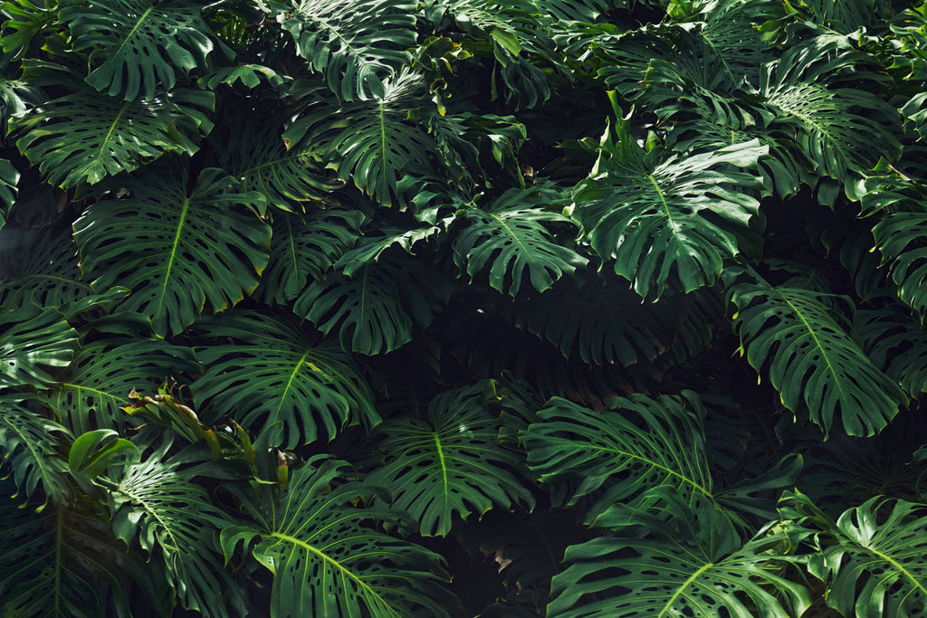 Monstera, Hawaii, 2022