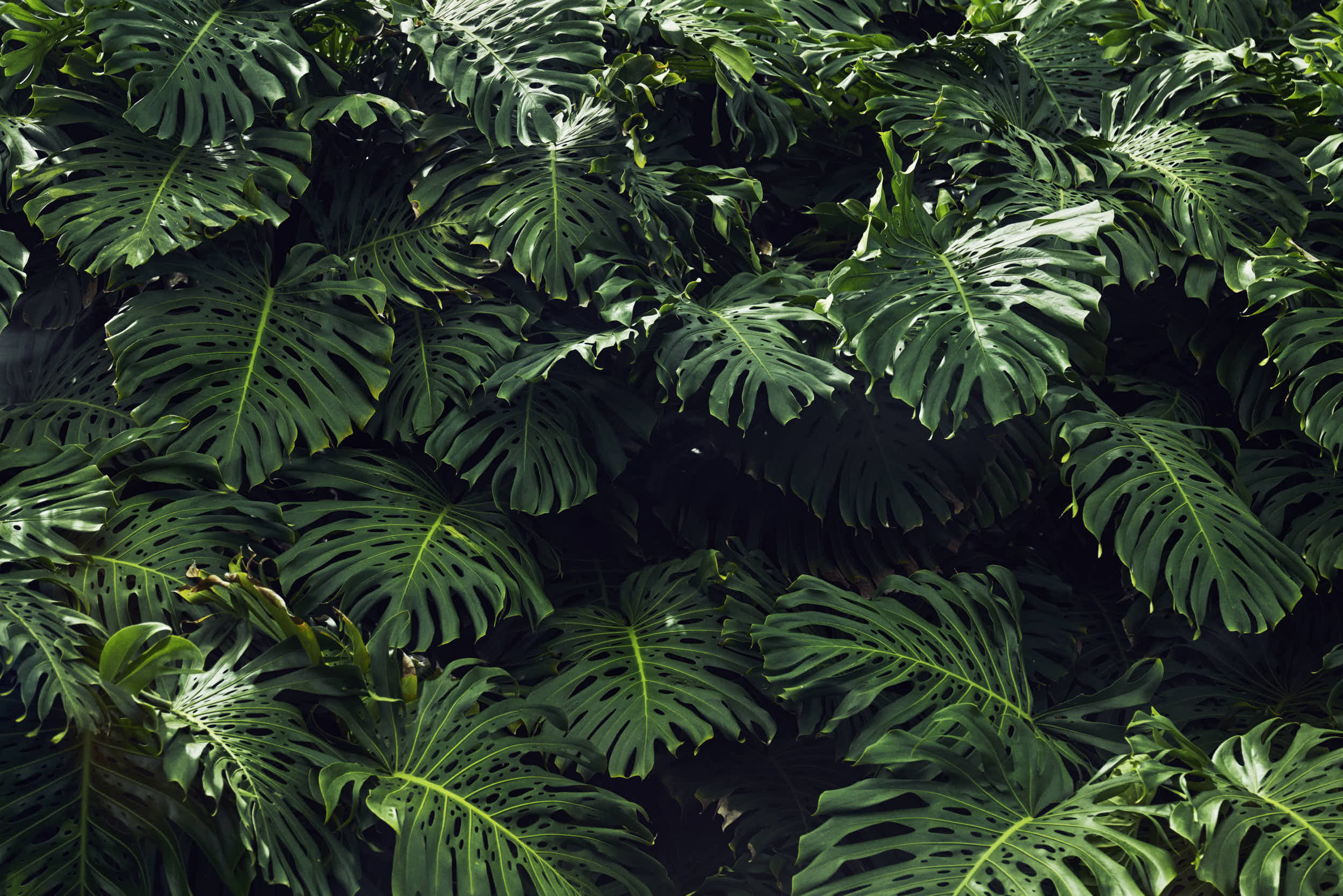 Monstera, Hawaii, 2022