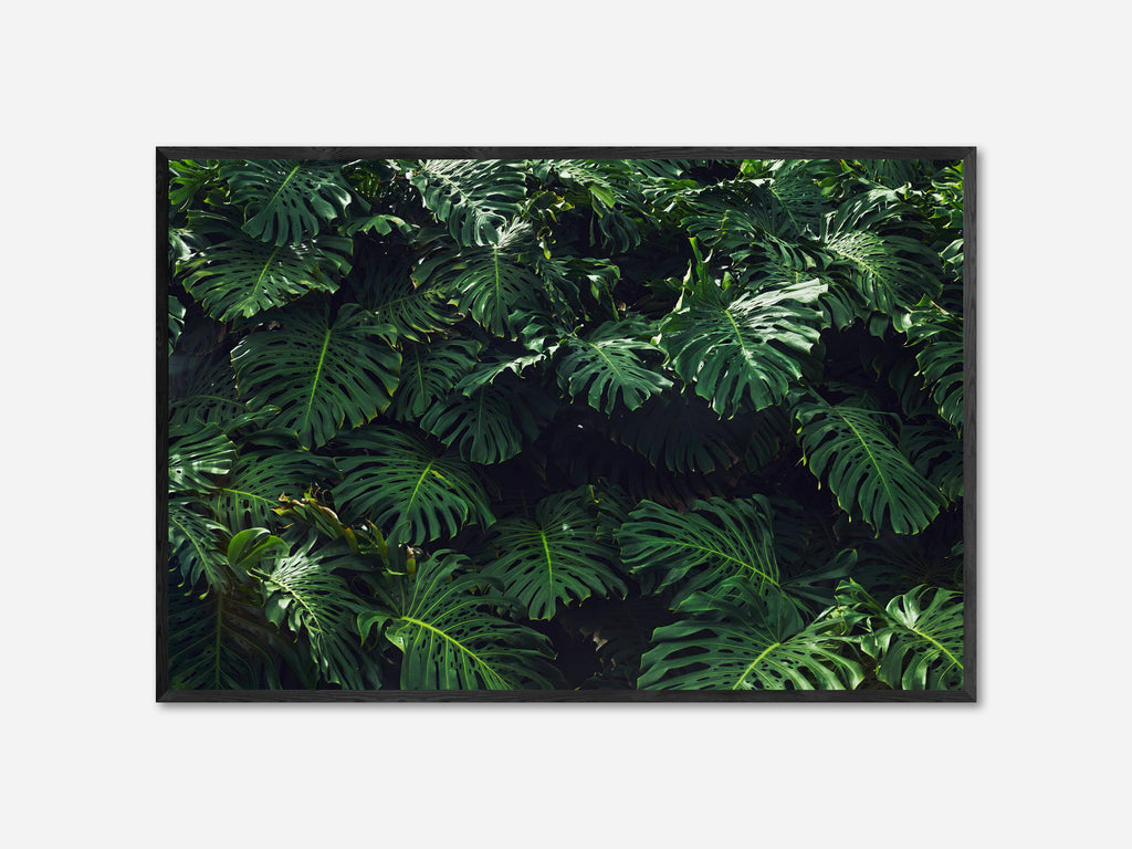 Monstera, Hawaii, 2022